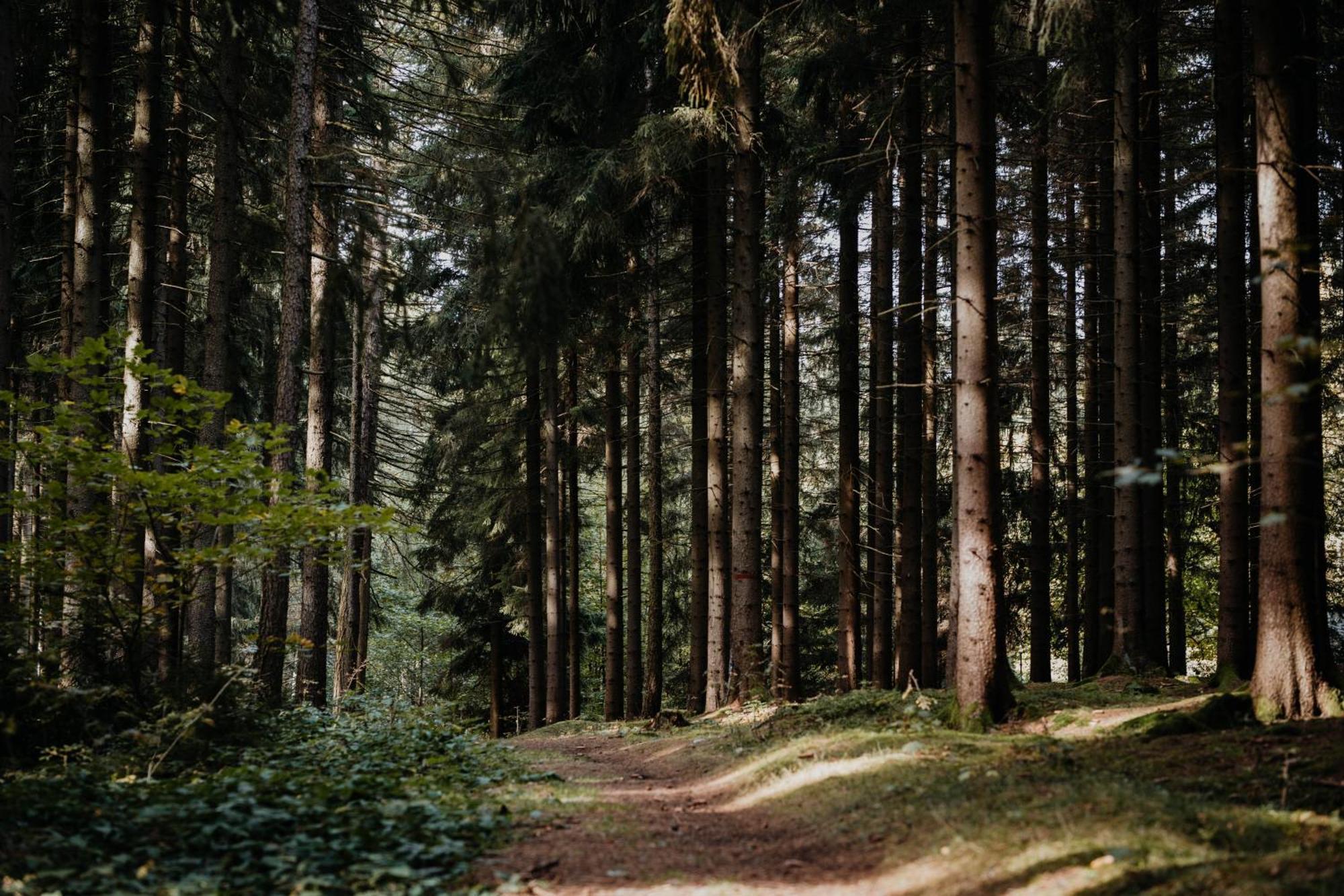 Sonnenhotel Hoher Hahn Шварценберг Экстерьер фото
